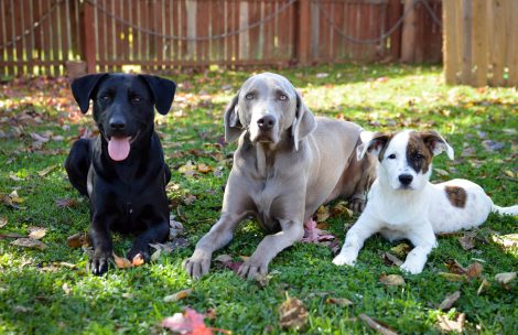 This is an image of a Labrador mix, a Weimaraner, and a Hound mix puppy laying down together outside during the fall.