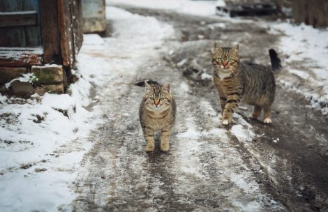 Homeless cats outdoors on winter day. Abandoned animals