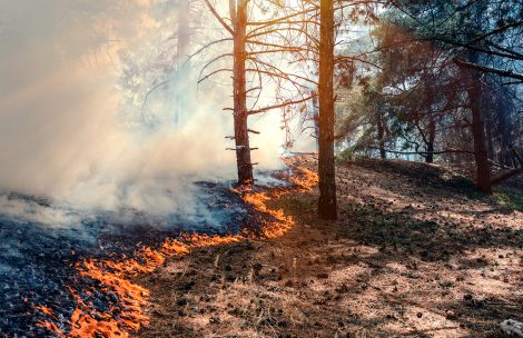 Burned trees after a prescribed wildfire.