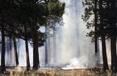 Smoke and small flames from a controlled burn roll through a patch of the forest in the Colorado Rocky Mountains. Shafts of sunlight stream through the trees and the atmosphere shimmers with heat from the fires.