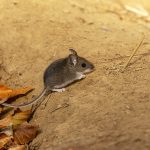 Got mice? Take precautions against hantavirus