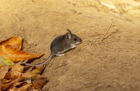 The deer mouse is a rodent native to North America.
