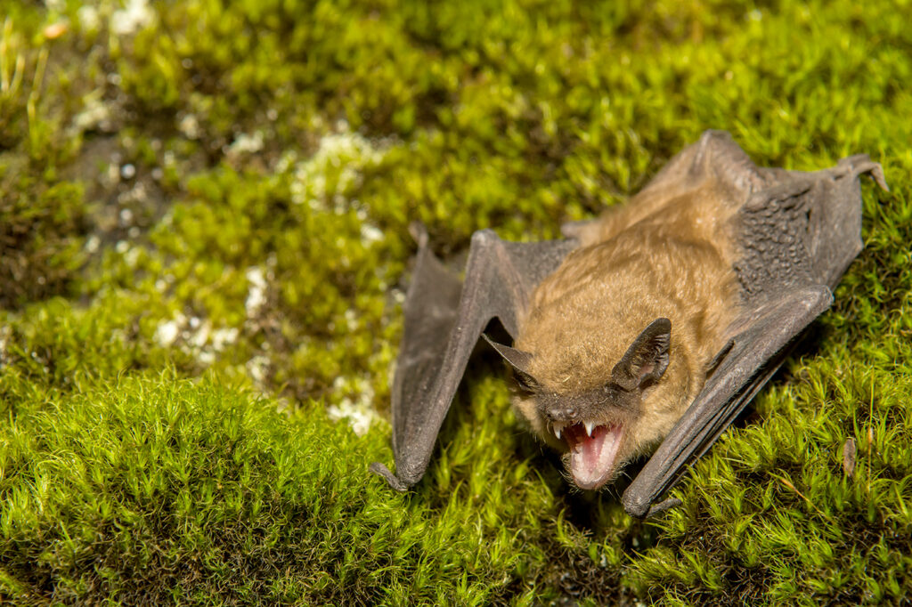 How to avoid the risk of rabies from bats