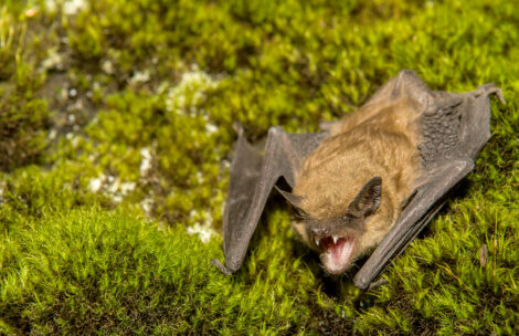 A big brown bat found on a mossy cave wall.