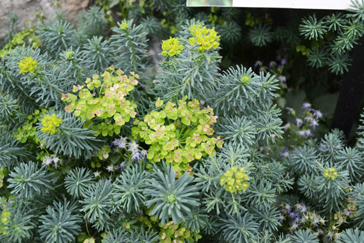 Cypress Spurge