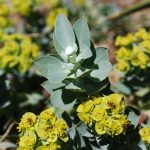 Purge the Spurge through June 4