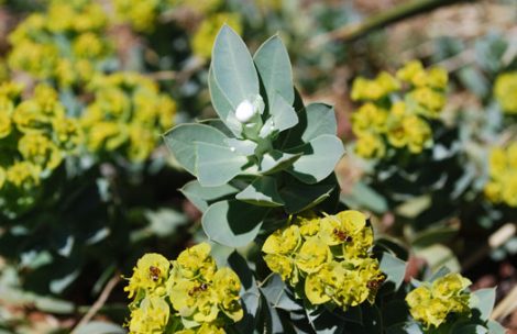 Myrtle Spurge