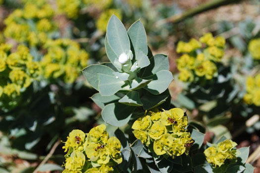 Myrtle Spurge
