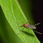 Garfield County Public Health update