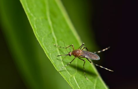 A common mosquito (Culicidae) resting on a green leaf during the night hours in Houston, TX. These are most prolific during the warmer months and can carry the West Nile virus.