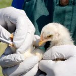 Garfield County Public Health monitoring nationwide avian influenza outbreak