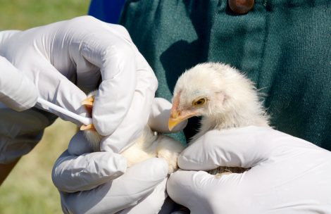 Swabbing mixed breed baby chicks to test for avian influenza.
