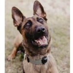 Garfield County Sheriff’s Office K9 Hera receiving donation of body armor