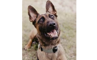 Garfield County Sheriff's Office K9 Hera.