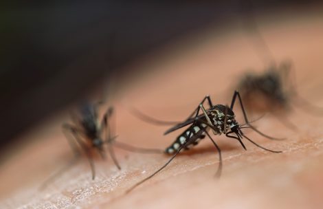 Striped mosquitoes feed on blood on human skin.