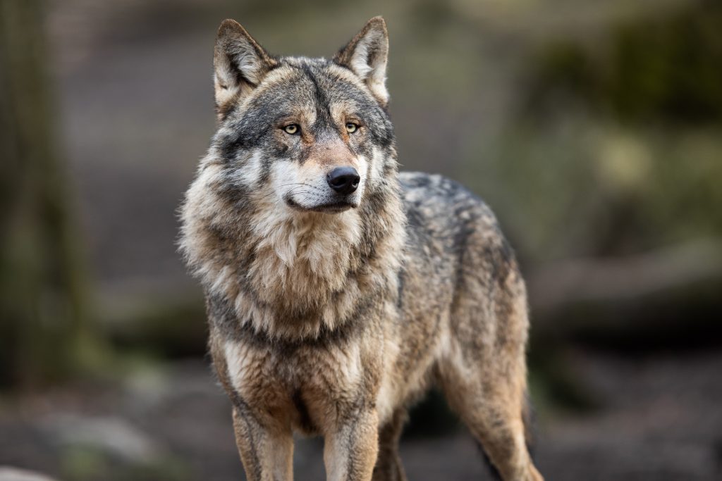 ‘Promises broken’ – CPW Commission struggles with wolf reintroduction