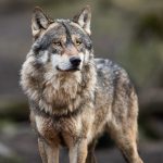 County asks CPW to mitigate wolf impacts