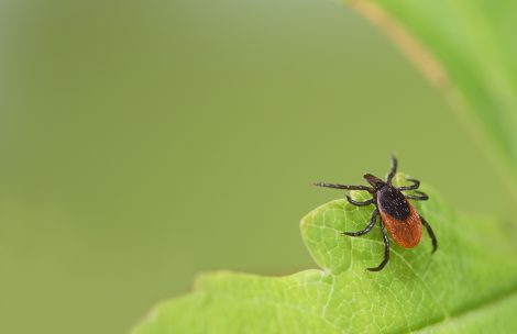 A deer tick is seen on a plant leaf.