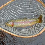 Rising river temperatures prompt additional voluntary fishing closures in the northwest region