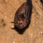 How to avoid the risk of rabies from bats