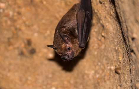 A bat hanging from the ceiling of a dark cave.
