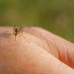 GCPH: Mosquitoes can do more than just bite