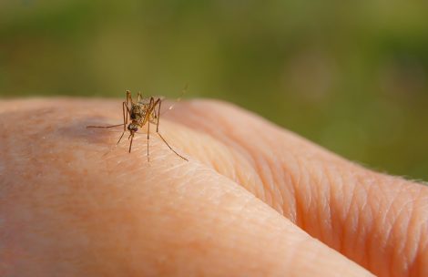 A mosquito bites a person's hand.