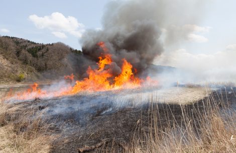 A prescribed burn of grass in a field.