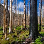 Aerial mulching begins on severely burned areas within the Grizzly Creek Fire