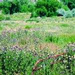 Three openings on the Noxious Weed Advisory Board