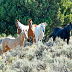 BLM gathering wild horses near De Beque