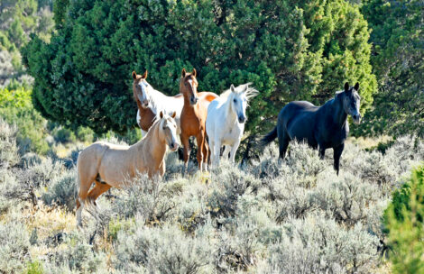 Wild horses are seen in western Colorado.