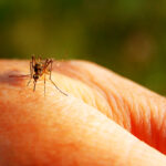 Mosquitoes in Rifle test positive for West Nile virus