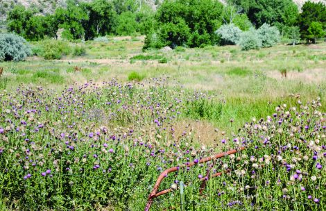 Thistles