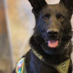 Garfield County Sheriff’s Office K9s Messi, Rex, Bull and Aren to Get Donation of Body Armor