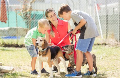 animal-shelter