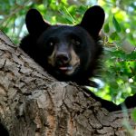 CPW responds to bear attack in New Castle Sunday, Oct. 2