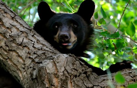 black bear in tree