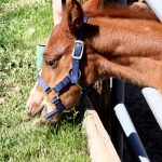 Fairgrounds news