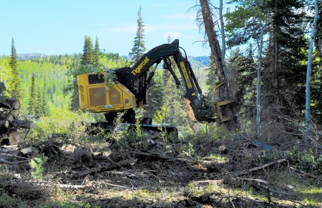 A Feller-Buncher logging machine operates on the Buford-New Castle Road in 2021.