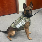K9 Hera receives a donation of body armor