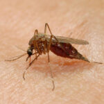 Mosquitos in Battlement Mesa test positive for West Nile virus