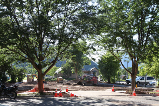 trees near parking lot