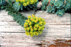 Myrtle spurge in bloom in Garfield County