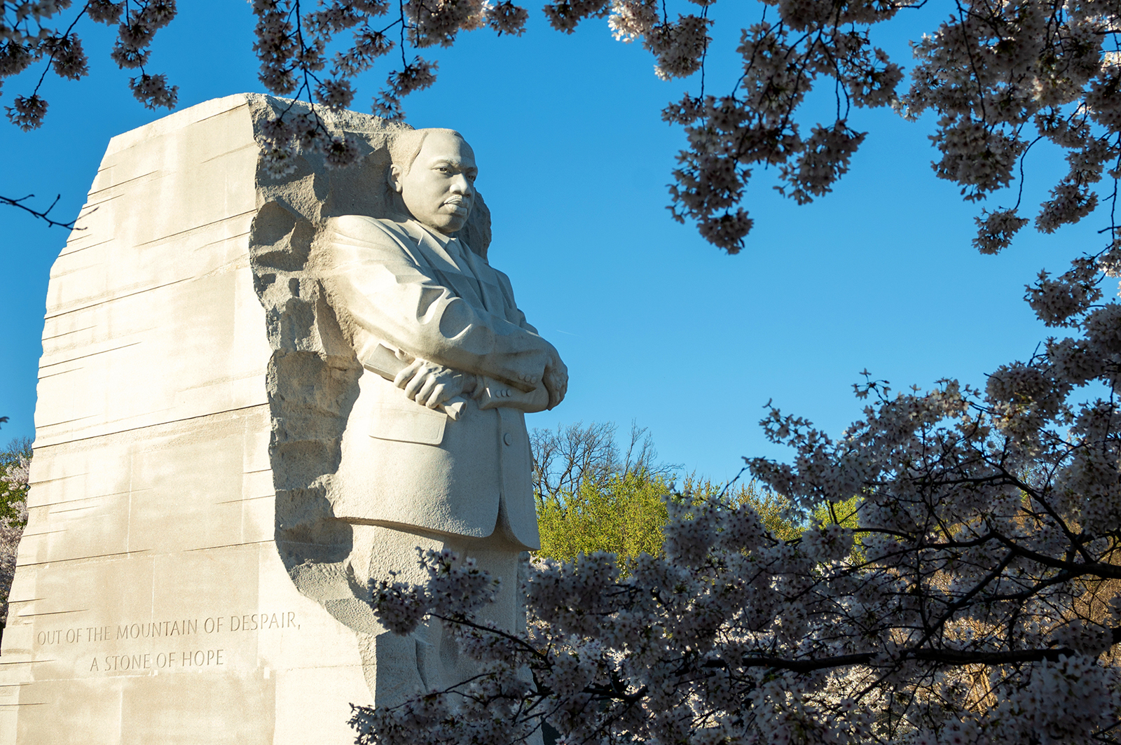 Martin Luther King's memorial in Washington. DC framed by cherry blossoms.