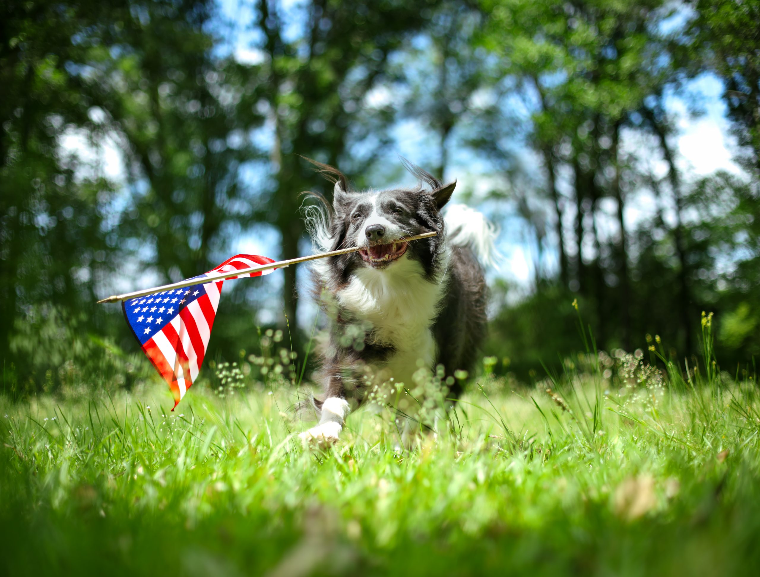 A border collie running with an American flag.