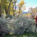 Volunteers removed tamarisk