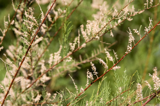 Closeup view of a Tamarisk tree.