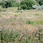 Thistle management