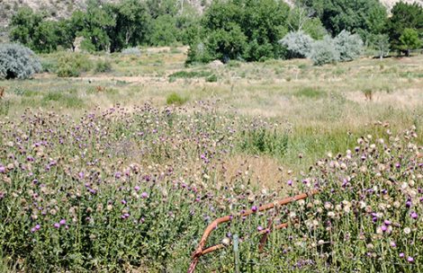Musk thistles in a pasture near Silt.